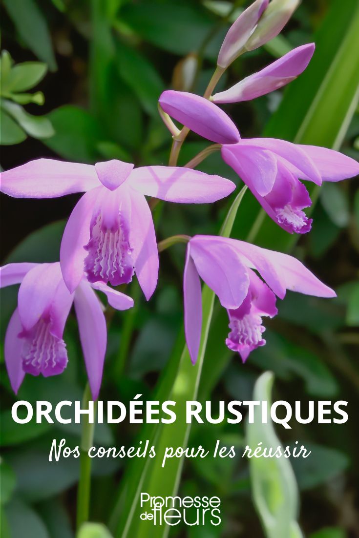 Hardy Orchids Our tips for successful hardy orchids cultivation