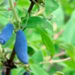 Small fruits in clay soil