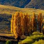 Poplar - Populus: Planting, Growing and Caring