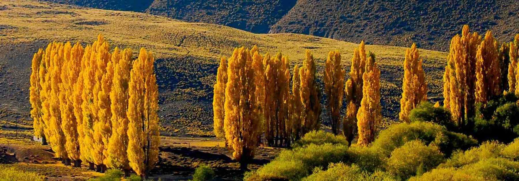 Poplar - Populus: planting, growing and caring for your young plants