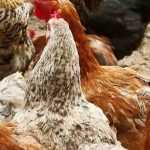 The most sought-after chicken breeds to have in your coop