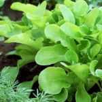 10 Essential Vegetables for Your First Vegetable Garden