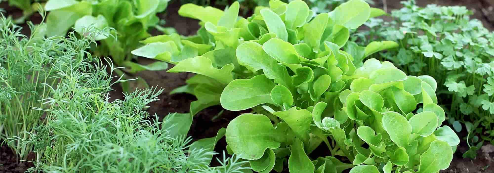 10 Essential Vegetables for Your First Vegetable Garden