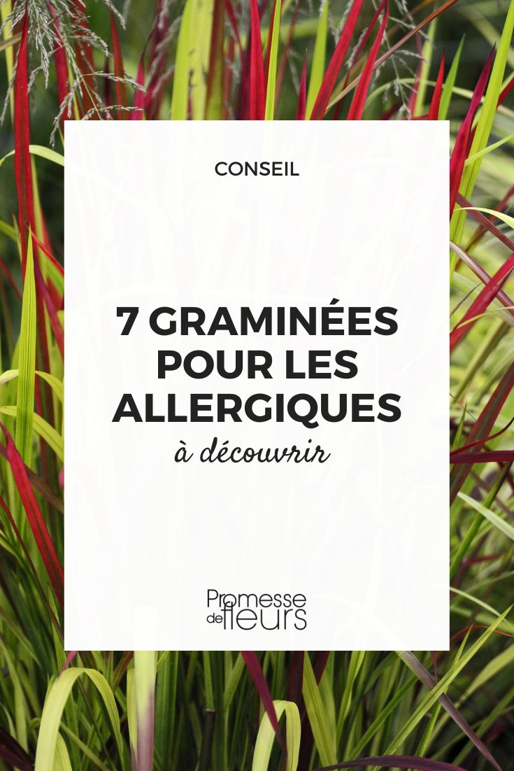 7 {glossary}grasses{/glossary} for Allergy Sufferers