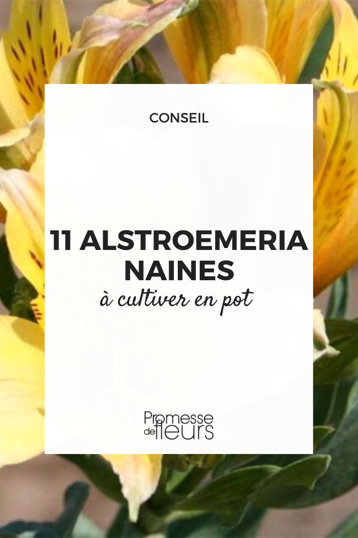 Alstroemeria 11 varieties perfect for pots Small Peruvian Lilies for pots and containers