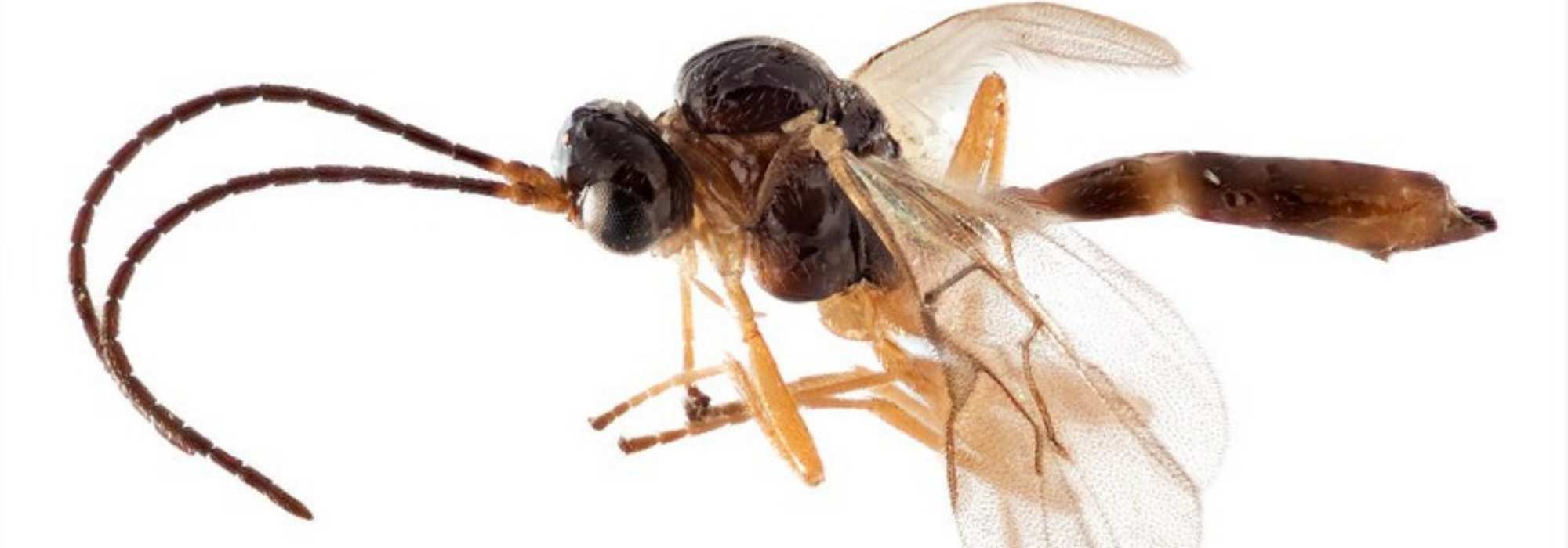 Auxiliary insect in the garden: Aphidius