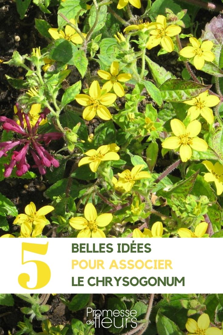 [association_plantes nom="Chrysogonum"] in the garden