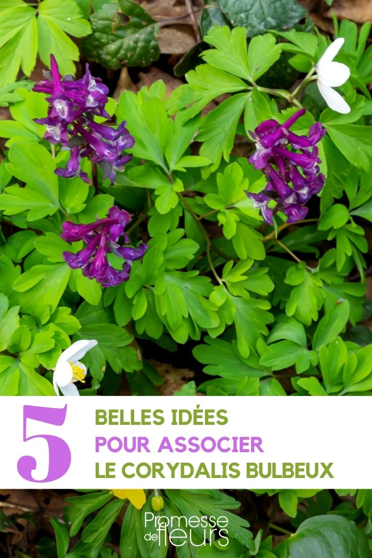 Corydalis solida in the garden