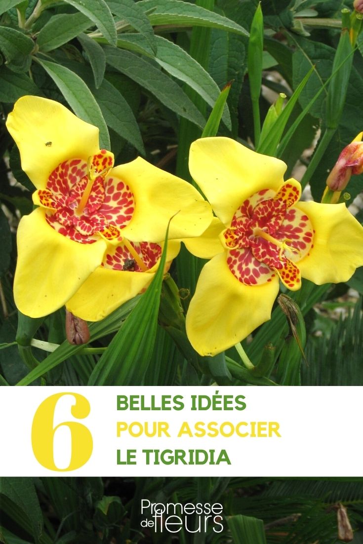 [Tigridia](glossary) Garden Mix