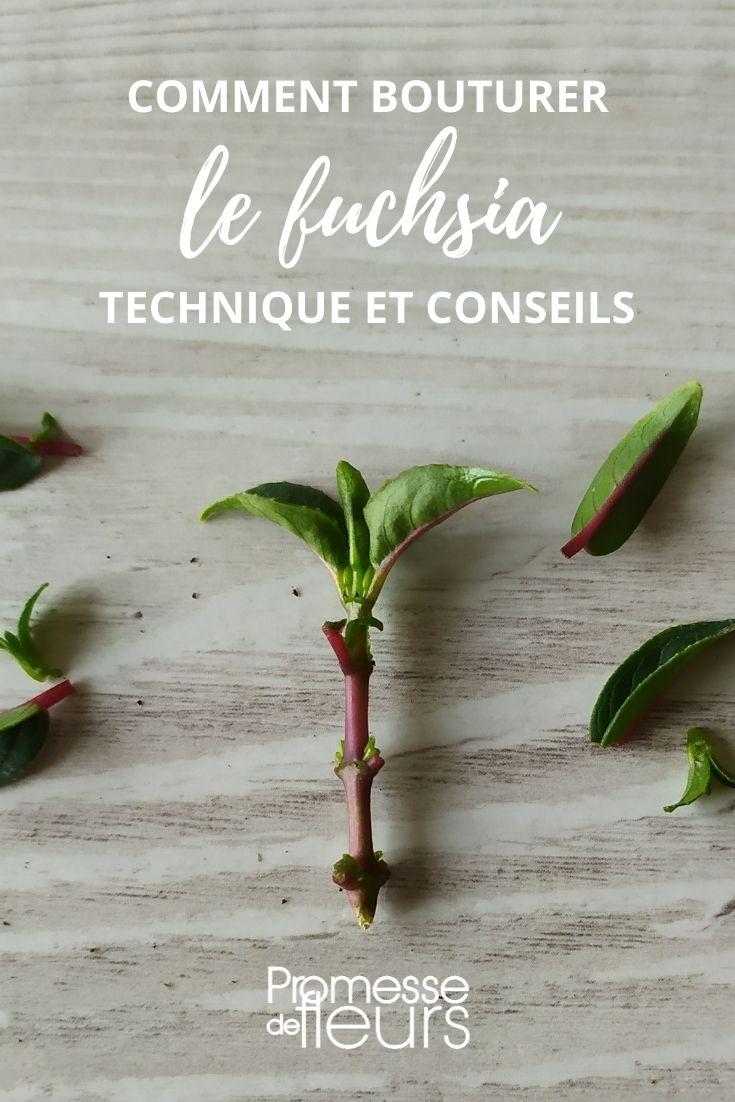 propagation of fuchsia cuttings: techniques and advice