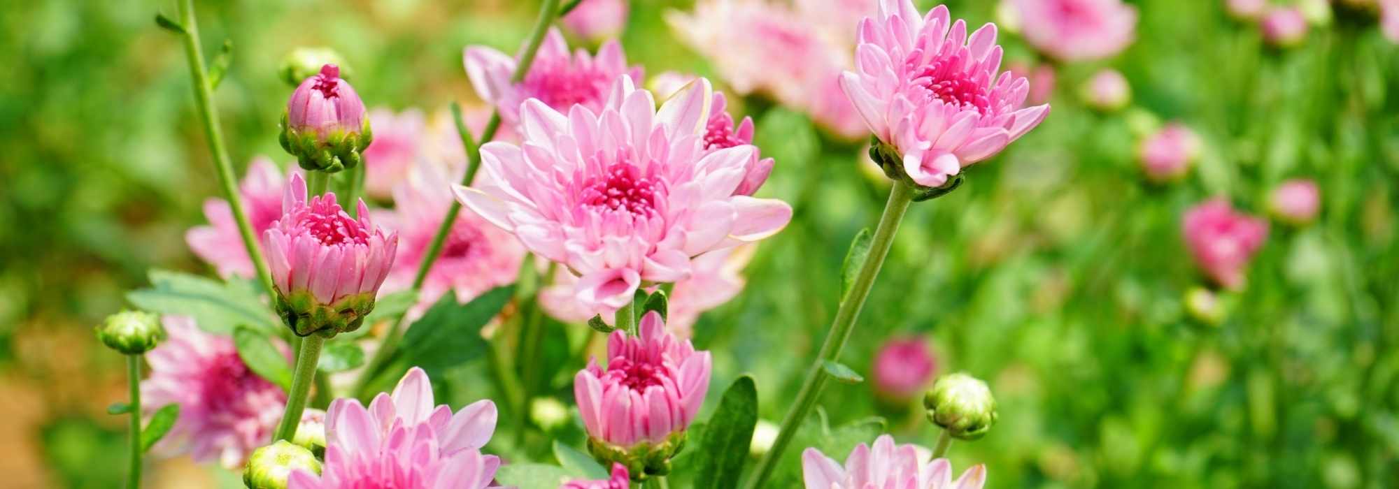 Chelsea chop: 13 perennial plants to pinch