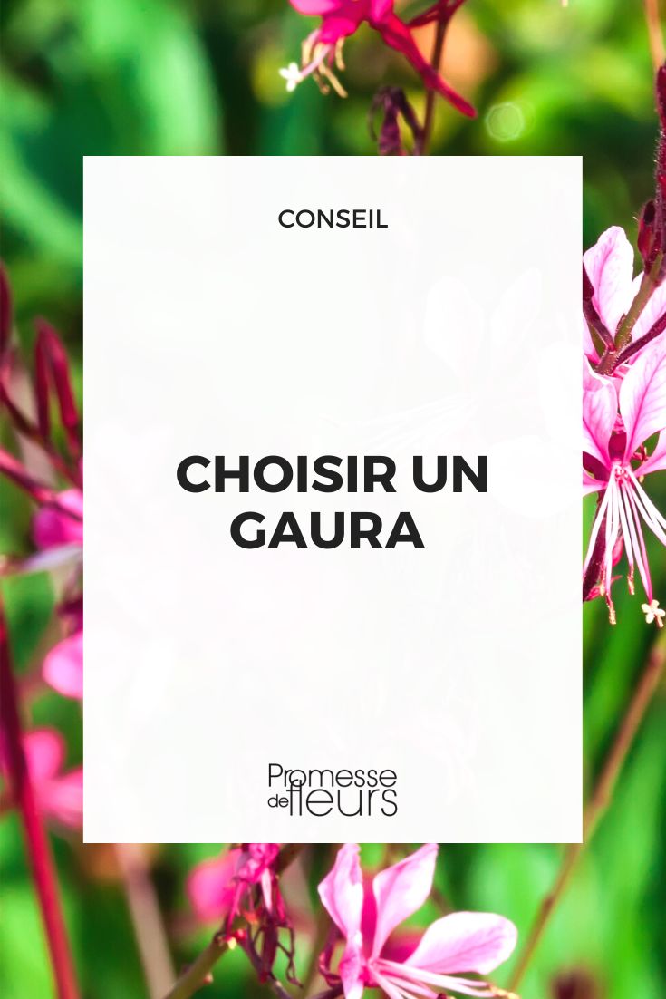[plant id="123" name="Gaura" type="perennial"]