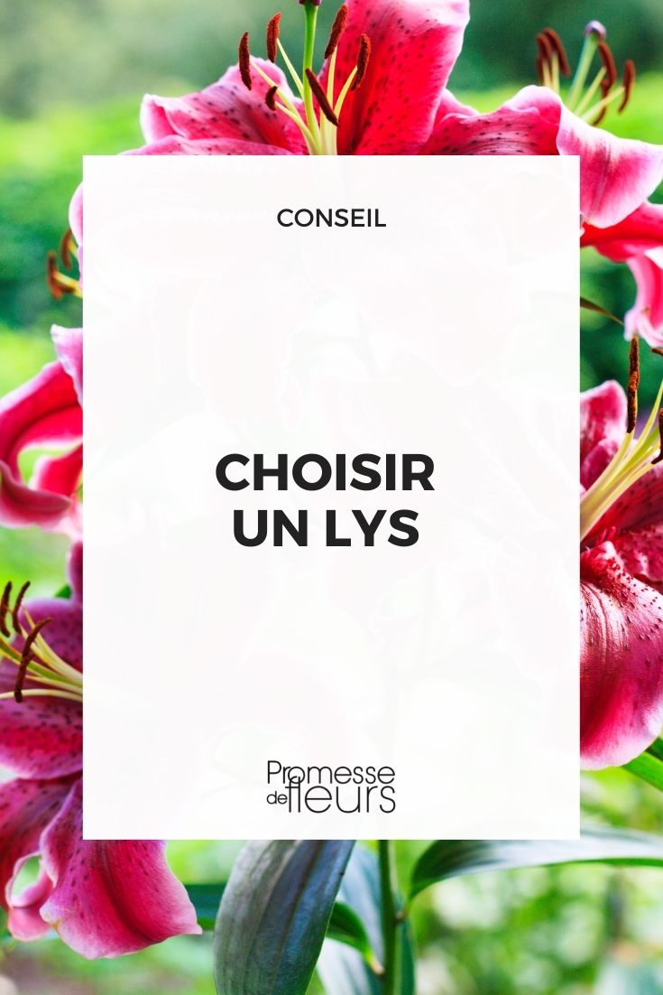 choose lily lis lillium