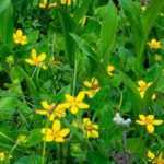 Associate the Chrysogonum