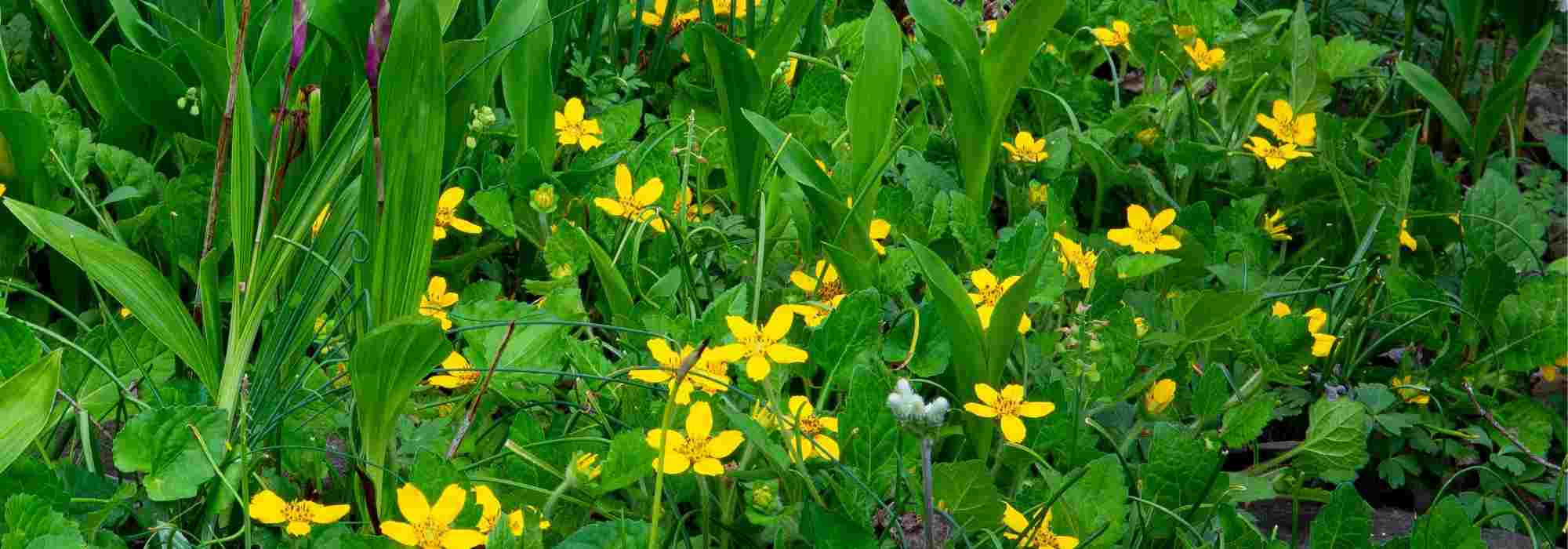 Associate the Chrysogonum