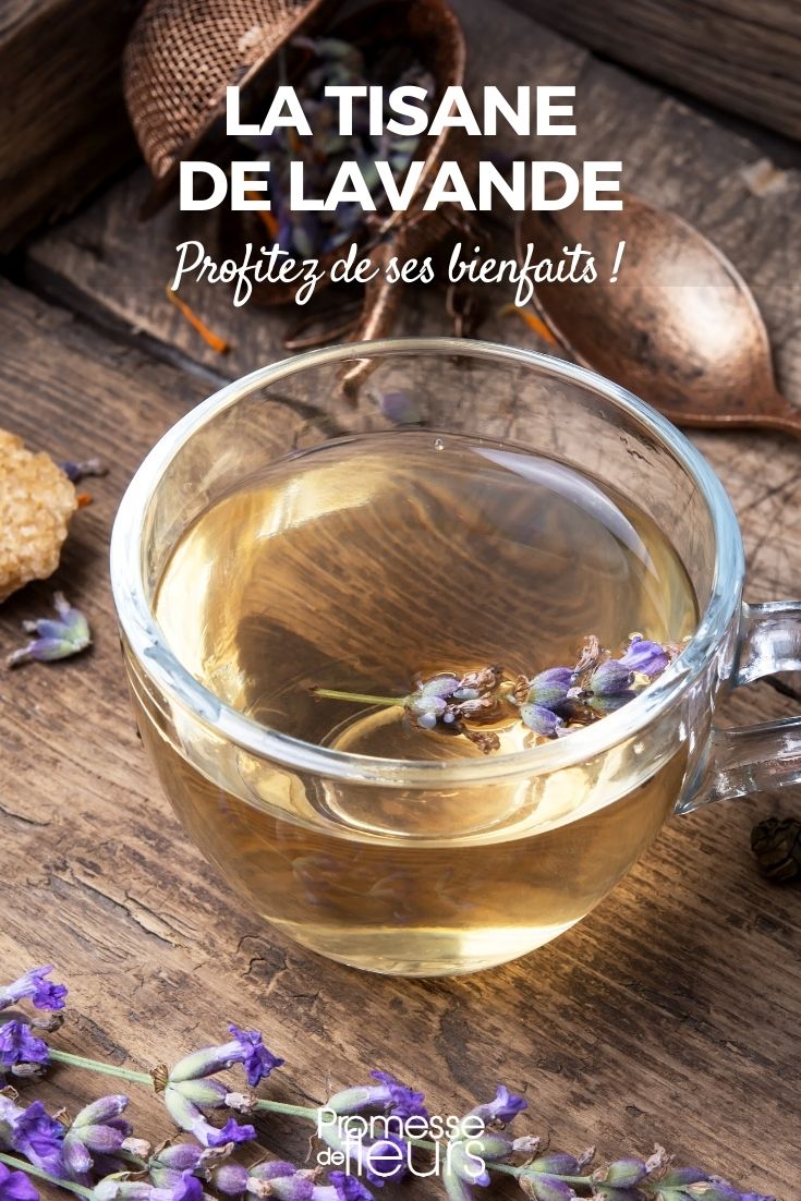 Lavender Infusion