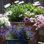 How to successfully create a container of perennials?