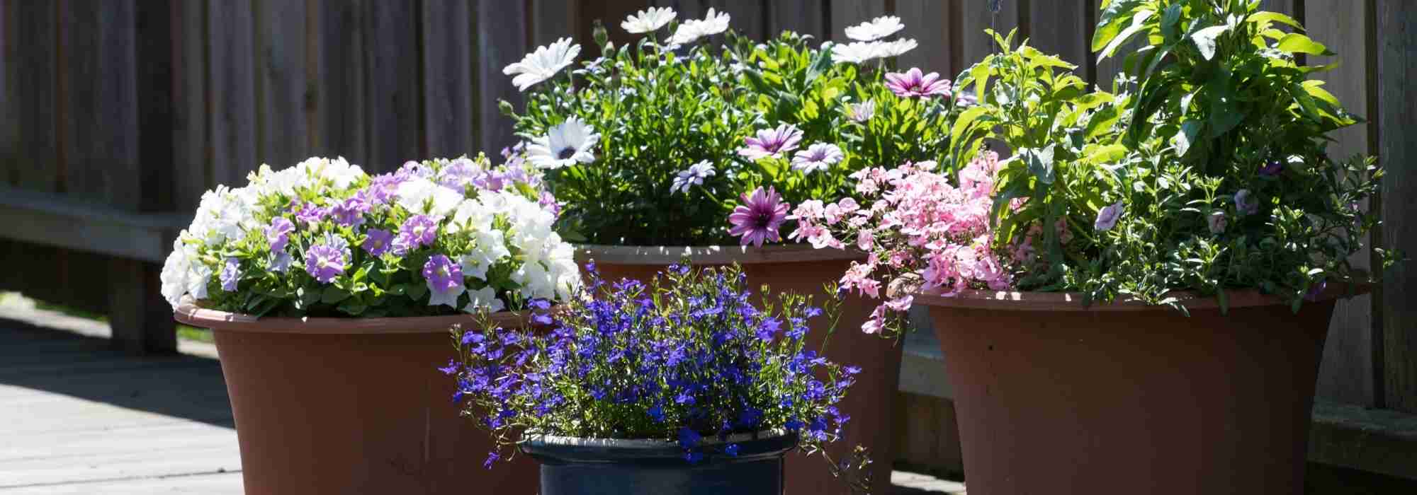 How to successfully create a container of perennials?