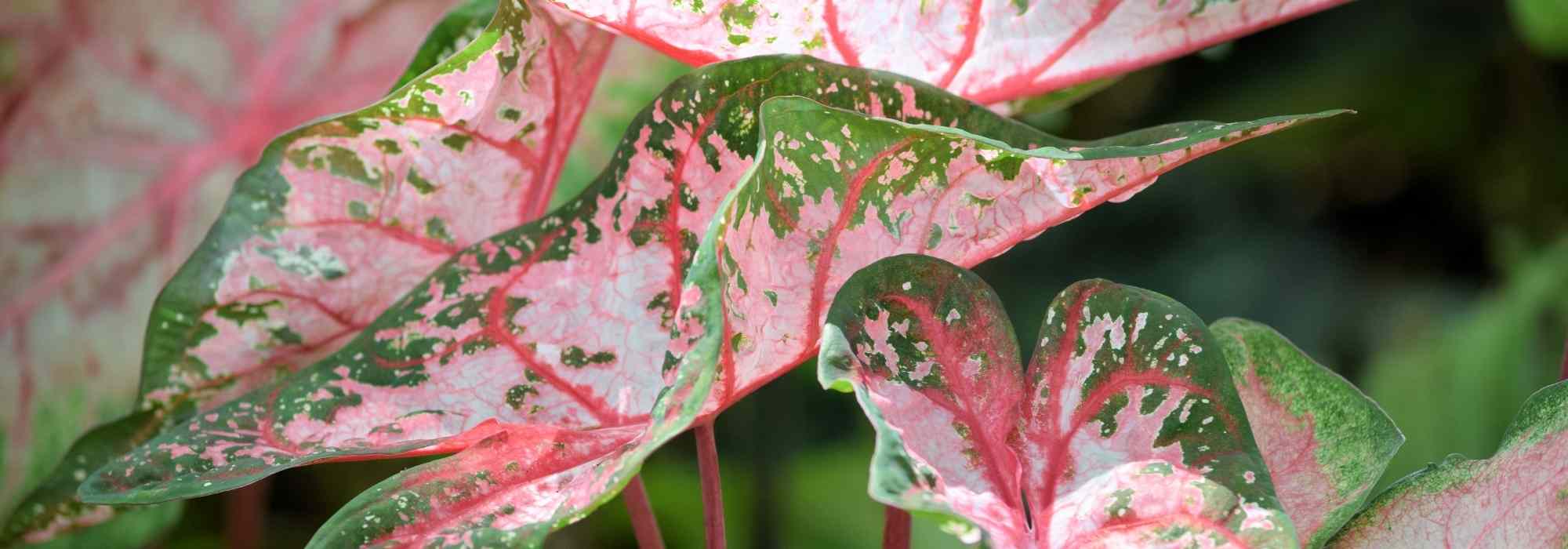 Growing a caladium in a pot