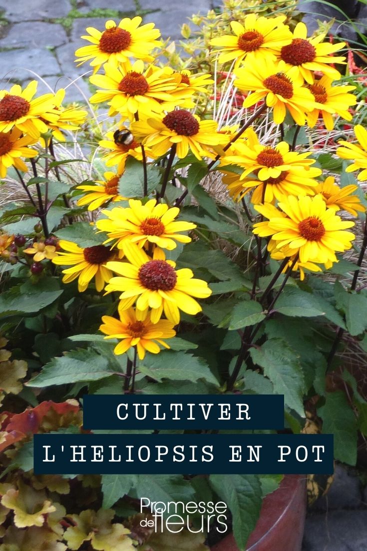 [heliopsis pot="container" container="planter"]