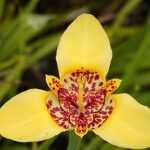 Growing Tigridia or peacock eye in pots