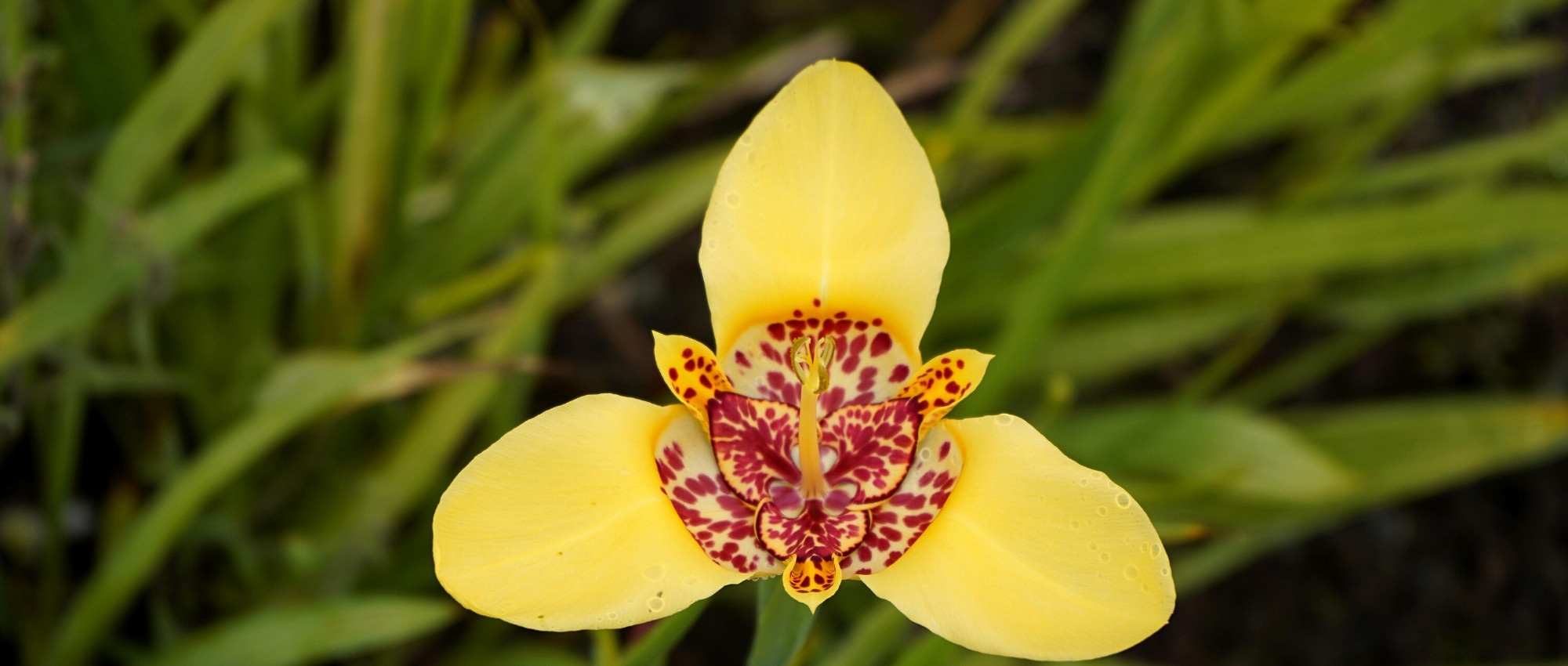 Growing Tigridia or peacock eye in pots