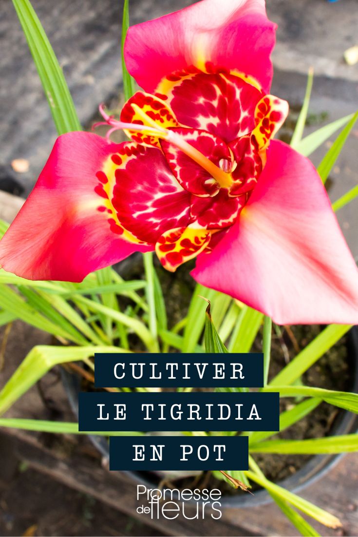 peacock's eye in a pot, container, planter