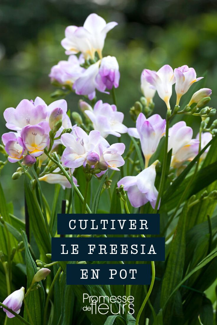 [freesia_culture pot="container" jardiniere="window box"]