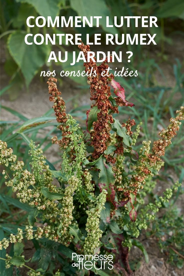 [remove_plant plant_name="Rumex"]