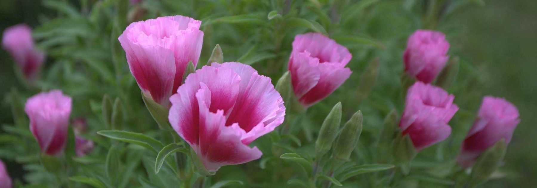 Godetia: Sowing, Cultivation, Care