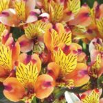 Alstroemeria: how to choose them well in 3 points?