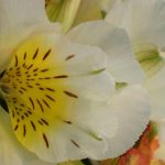 Alstroemeria: perfect dwarf varieties for pots