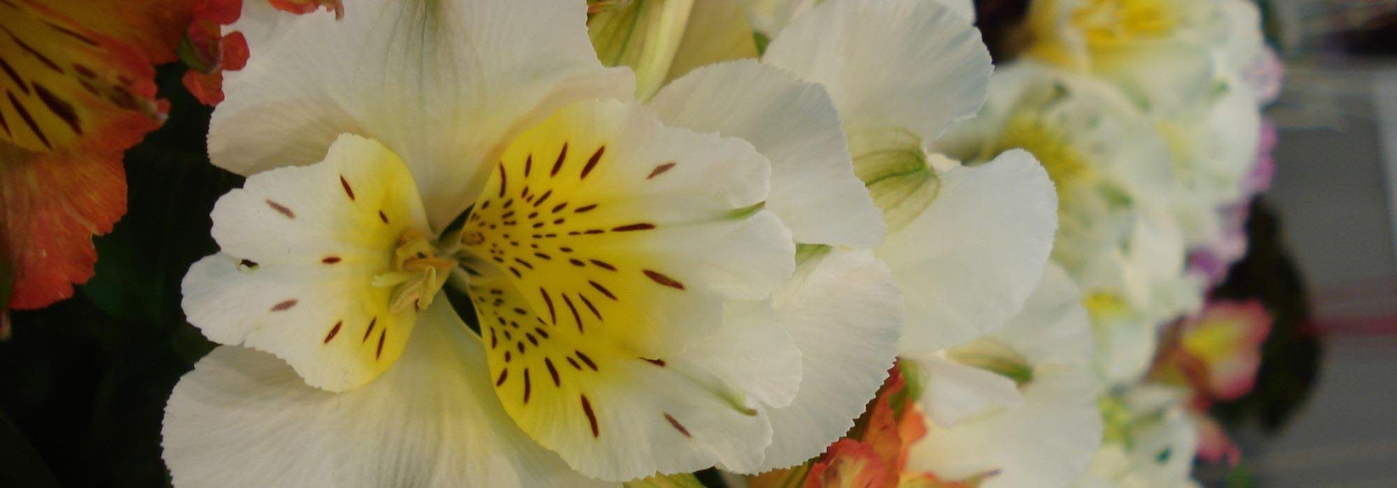 Alstroemeria: perfect dwarf varieties for pots