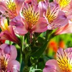 Alstroemeria: the hardiest varieties