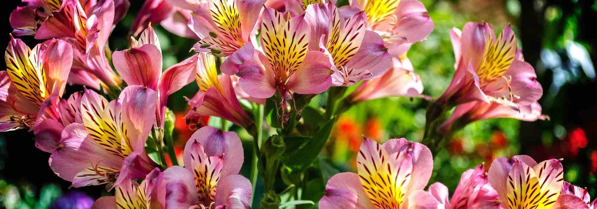 Alstroemeria: the hardiest varieties