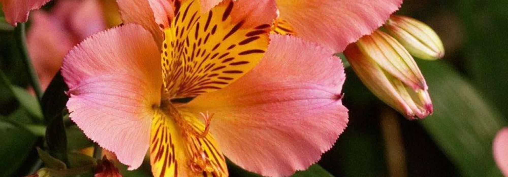 Succeeding with Pot-grown Alstroemeria