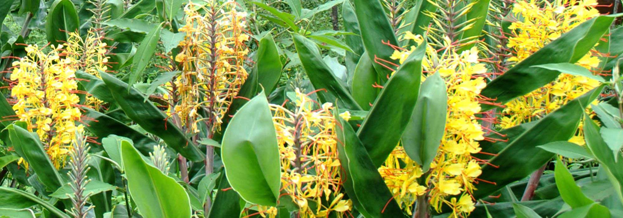 Associating Hedychiums