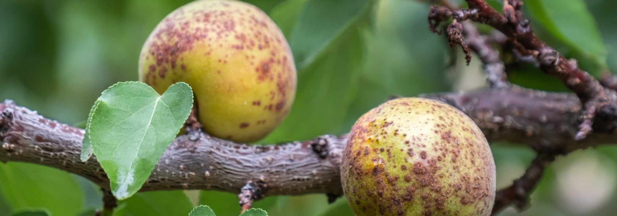 Diseases and Pests of the Apricot Tree