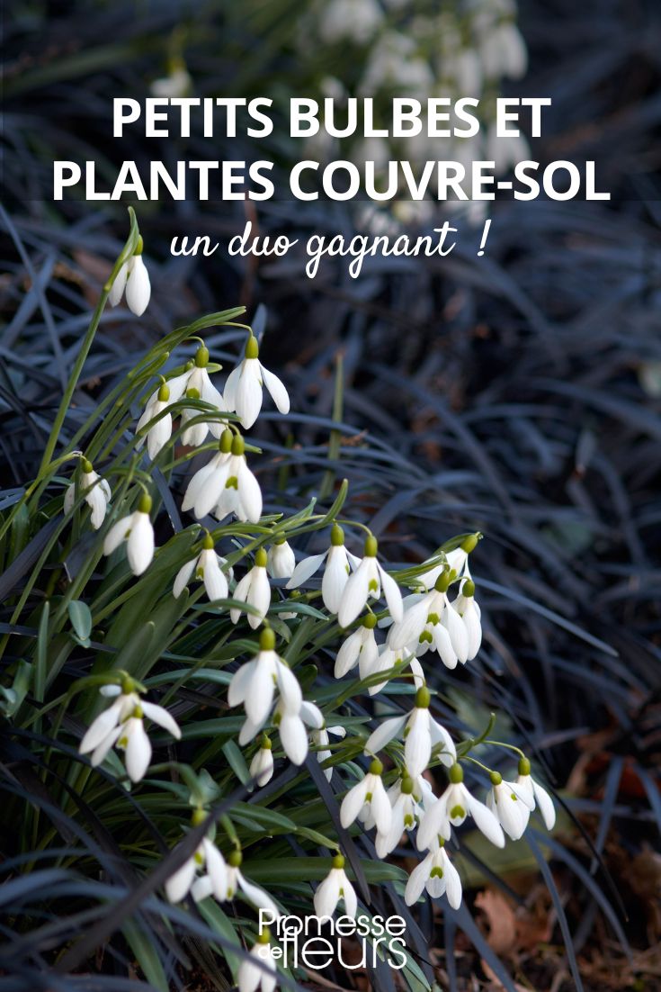 associate bulbous and ground-cover plants in the garden