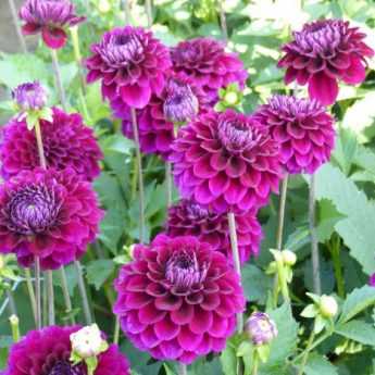 How to pinch dahlias for more flowers?