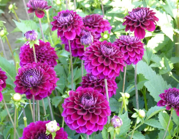 How to pinch dahlias for more flowers?