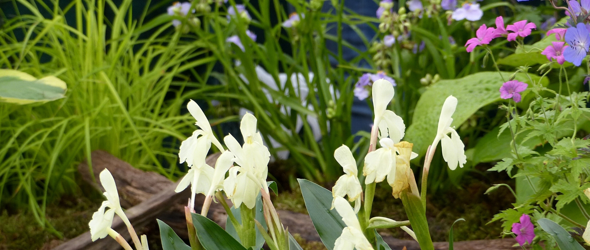 Associate the Roscoea