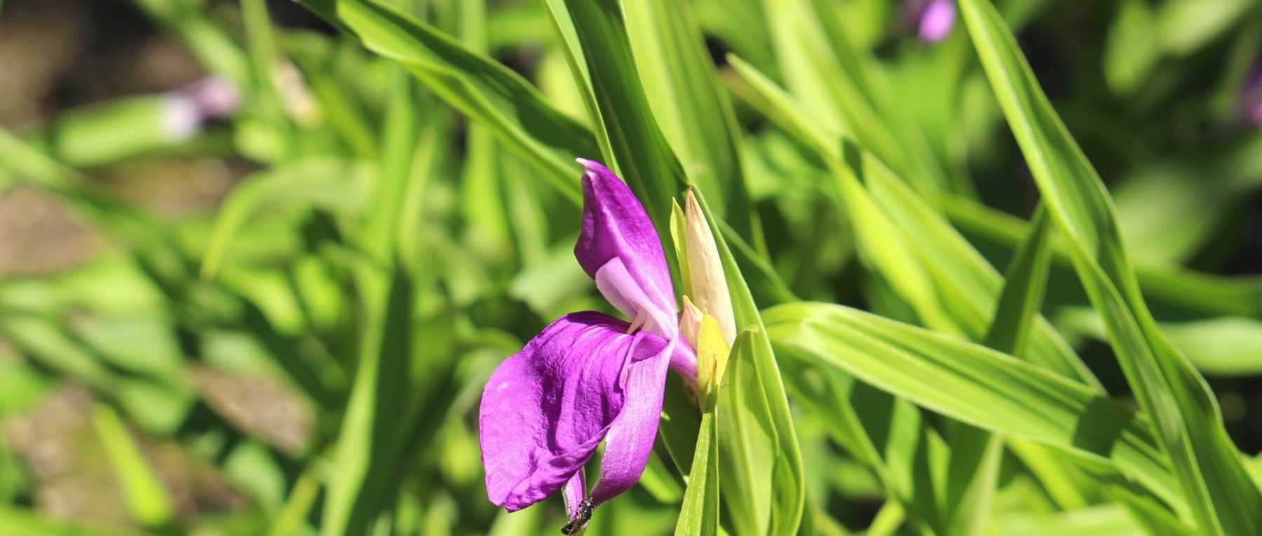 Roscoea: Planting, Growing and Caring for These Exquisite Perennials