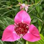 Associate Tigridia or peacock eye