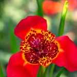 # Tigridia: Planting, Growing and Caring

## Introduction
The Tigridia, also known as the Mexican Shell Flower, is a stunning bulbous plant that produces vibrant, exotic-looking blooms. Native to Mexico and Central America, this eye-catching plant adds a tropical touch to British gardens during the summer months.

## Planting Tigridia
### When to Plant
- **Best time**: Plant the bulbs in mid to late spring after the last frost
- **Soil temperature**: Wait until soil reaches at least 15°C

### Where to Plant
- **Sun exposure**: Full sun (at least 6 hours daily)
- **Soil type**: Well-draining, fertile soil
- **Ideal locations**: Flower beds, borders, containers

### How to Plant
1. Prepare the soil by mixing in compost or well-rotted manure
2. Plant bulbs 10-15cm deep and 10-15cm apart
3. Position with the pointed end facing upwards
4. Water thoroughly after planting

## Growing Conditions
### Watering
- Keep soil consistently moist during growth and flowering
- Reduce watering after flowering when foliage begins to yellow

### Feeding
- Apply balanced liquid fertiliser every 2-3 weeks during active growth
- Stop feeding when flowers fade

### Temperature
- Thrives in warm conditions (18-25°C)
- Not frost hardy - lift bulbs in autumn in colder regions

## Care and Maintenance
### Deadheading
- Remove spent flowers to encourage more blooms
- Leave some flowers if you want to collect seeds

### Overwintering
In areas with cold winters:
1. Lift bulbs after first frost when foliage dies back
2. Clean and dry bulbs
3. Store in cool (10°C), dry place in peat or vermiculite
4. Replant following spring

### Pests and Diseases
- Watch for slugs and snails on young growth
- Bulb rot may occur in waterlogged soil

## Propagation
- **Division**: Separate offsets from parent bulbs when dormant
- **Seeds**: Sow fresh seeds in spring (flowers in 2-3 years)

## Design Tips
- Plant in groups for dramatic effect
- Combine with other summer-flowering bulbs
- Excellent for cut flowers (each bloom lasts just one day but produces many flowers)

With their spectacular, short-lived flowers that appear in succession, Tigridias bring an exotic flair to British gardens. Though each individual bloom lasts just a day, the plant produces many flowers over several weeks, creating a stunning display.