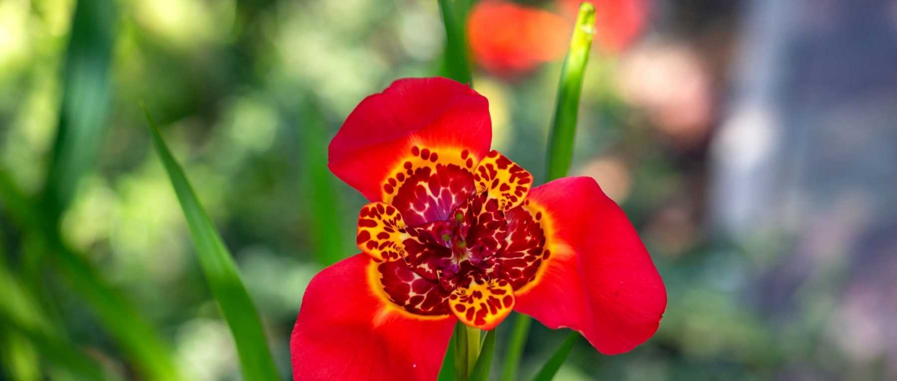 Tigridia: Planting, Growing and Caring for Your young plants