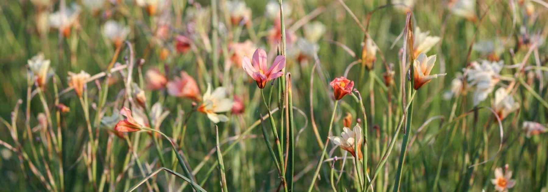 Homeria, Cape Tulip: Planting, Growing, Care