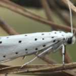 The hyponomeutes: prevention and control