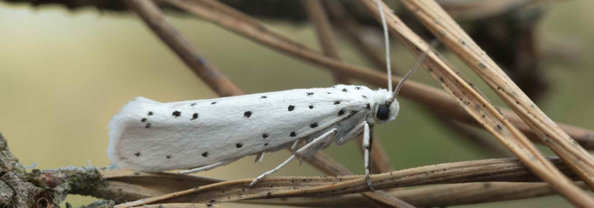 The hyponomeutes: prevention and control