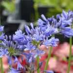 Agapanthus 'Navy Blue': a cold-resistant beauty